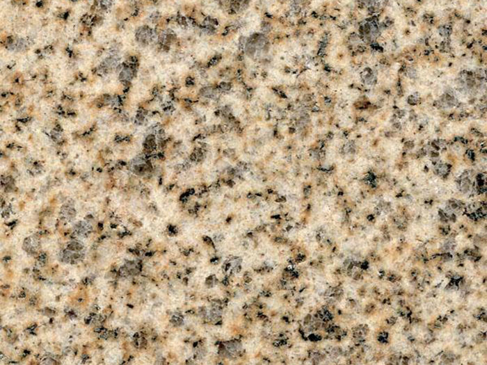 黃金麻大黃光面